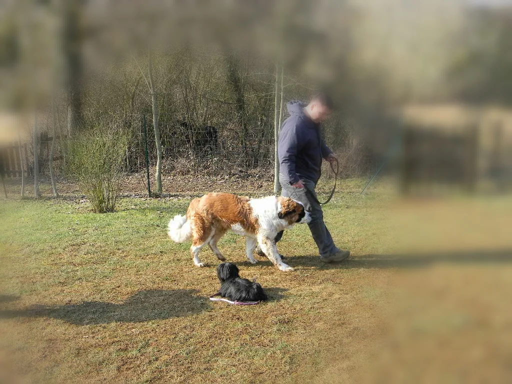 Éducation canine à domicile — marche en laisse