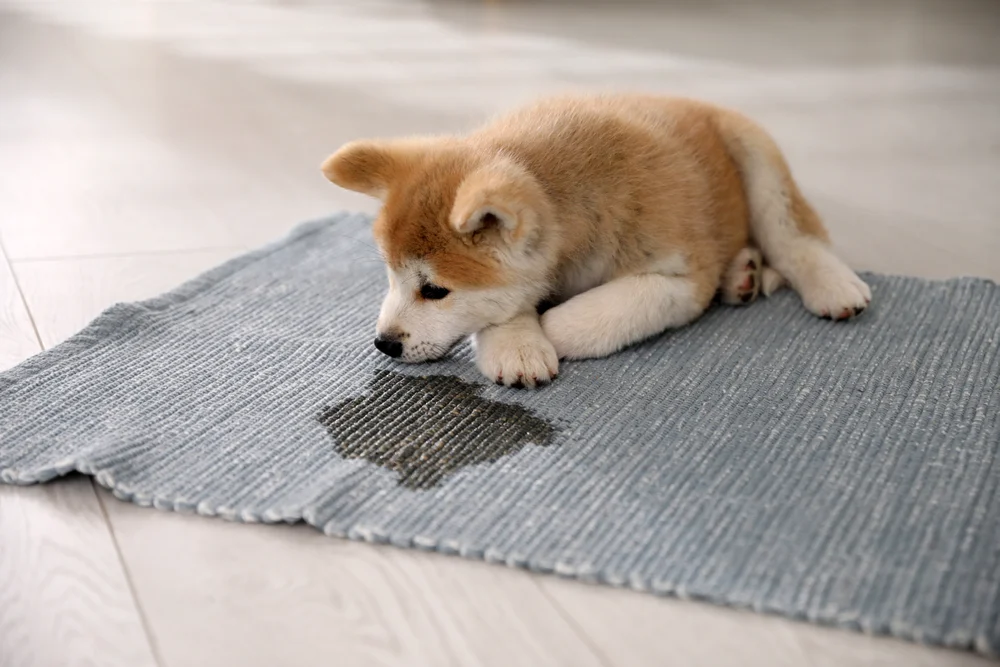Classe puppy — socialisation du chiot